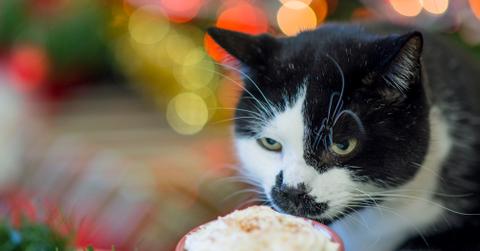 A black and white cat tasting a hot chocolate topped with whipped cream.