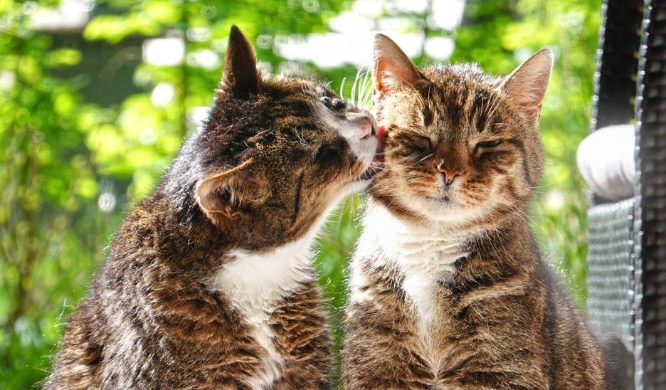 Two cats are pictured on a patio with the cat on the left grooming the cat on the right.