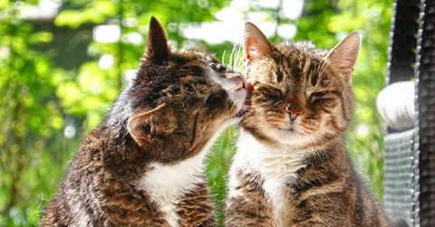Two cats are pictured on a patio with the cat on the left grooming the cat on the right.