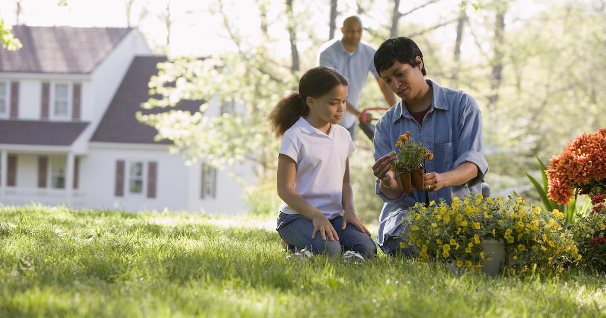 landscaping for beginners