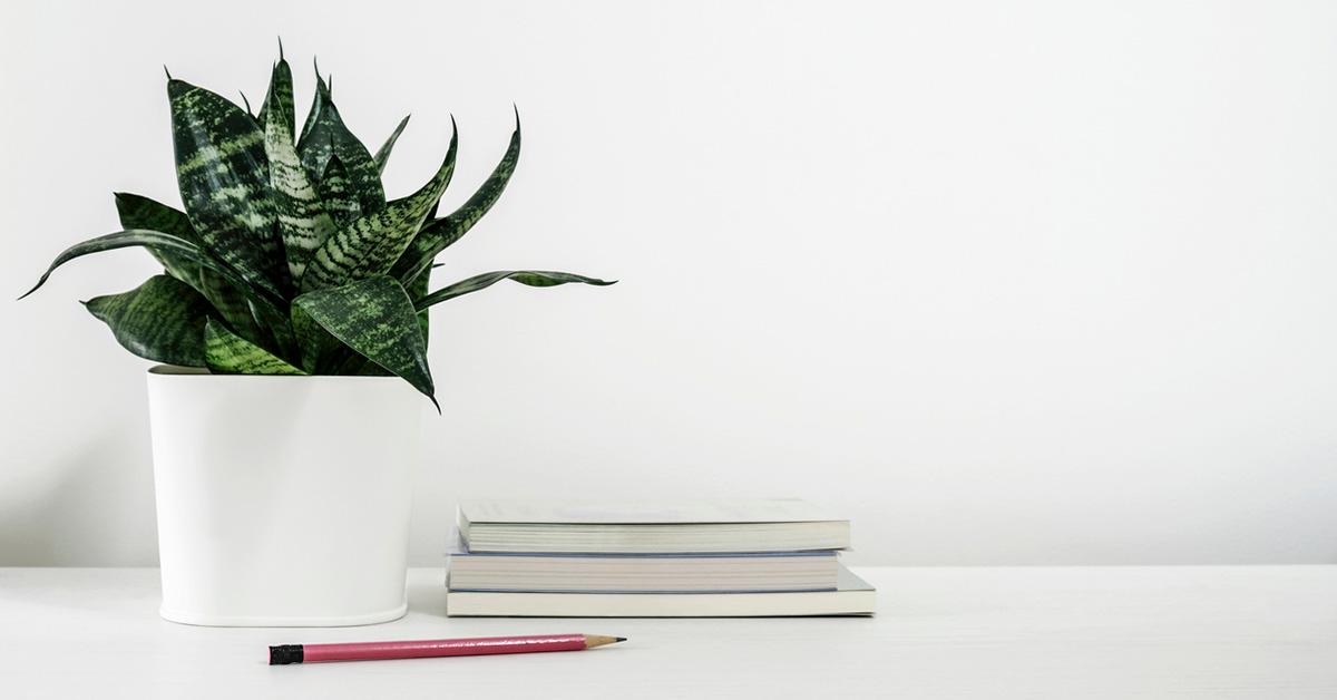 A potted snake plant next to books.