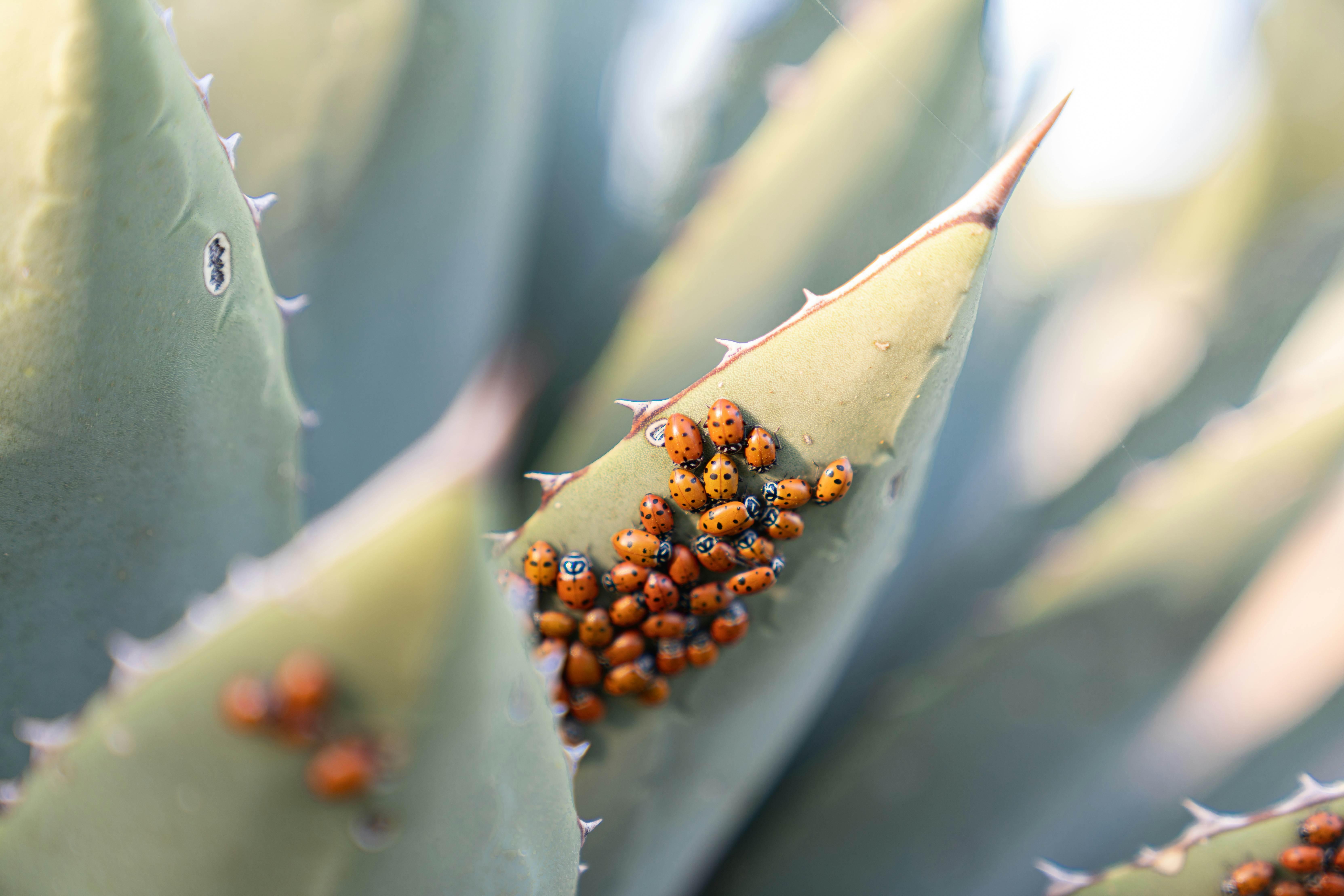 A group of ladybugs gather on the leaves of prickly green plants.