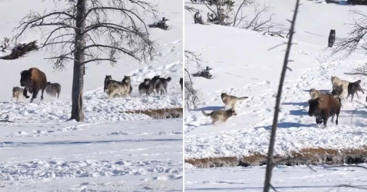A bison being chased by a pack of Wapiti wolves at Yellowstone National Park. (Cover Image Source: Instagram | @hathawaycompanymt and @bozemancamera)