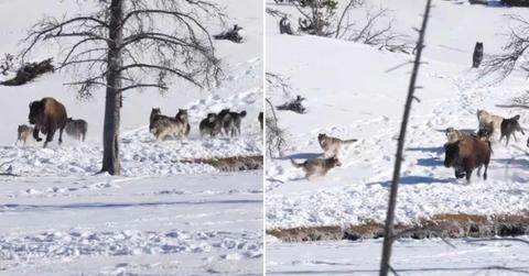 A bison being chased by a pack of Wapiti wolves at Yellowstone National Park. (Cover Image Source: Instagram | @hathawaycompanymt and @bozemancamera)