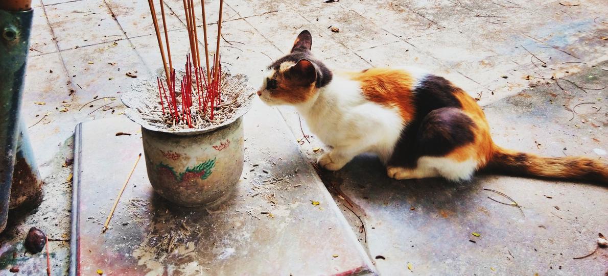 A cat sniffing an outdoor pot of incense.