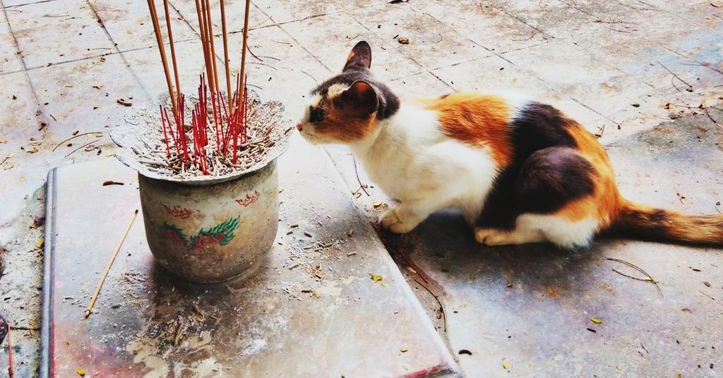 Is Incense Bad for Dogs and Cats? How to Burn It Safely