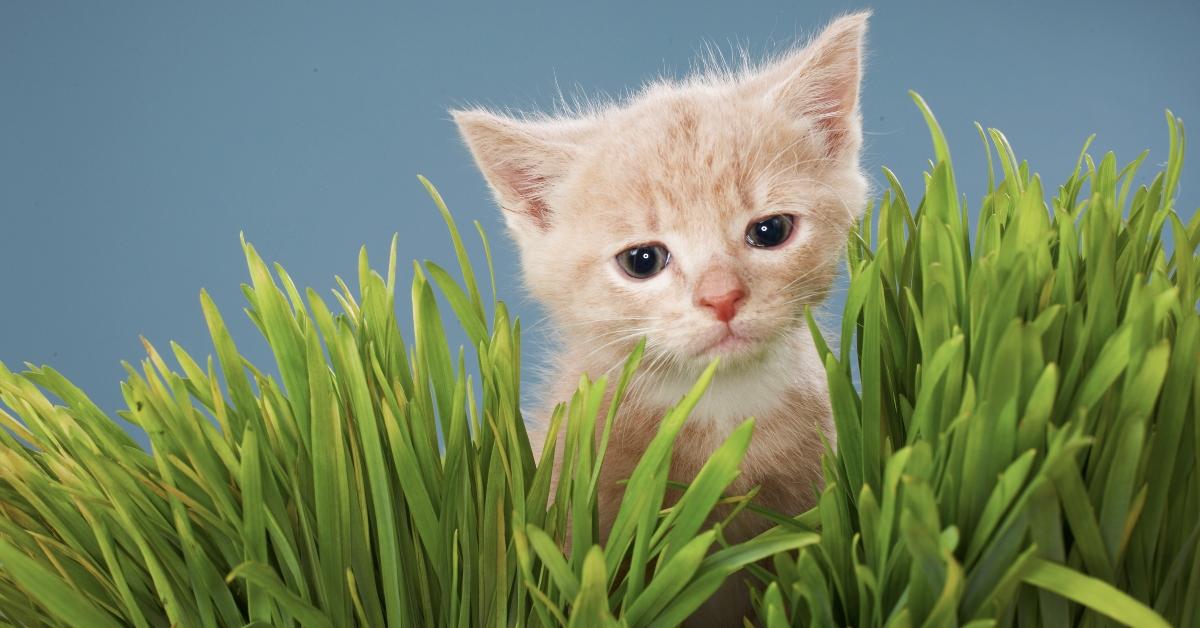 Cute little kitten in grass. 