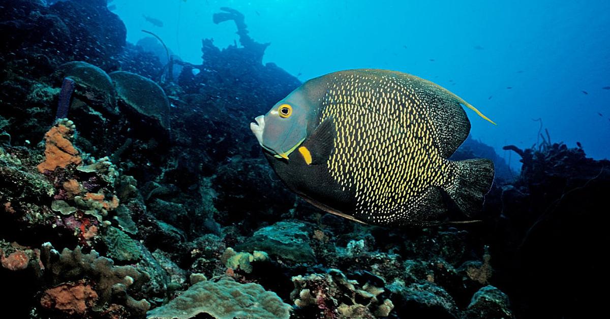 French angelfish swimming amongst coral in the ocean