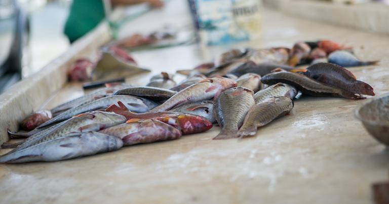 What Is Sea Lice? It’s Unfortunately a Fishing Industry Normality