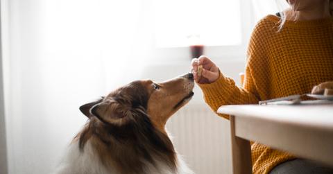 A woman in a yellow sweater feeds her dog a bite of food at the table.