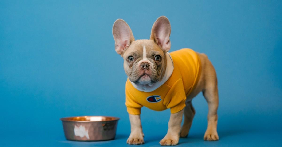 A small dog wears a yellow sweater while standing next to a copper food dish