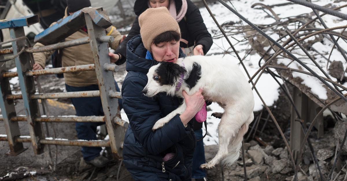 Helping Animals In Ukraine