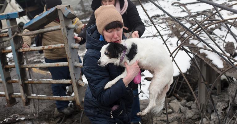 How to Help Animals in Ukraine