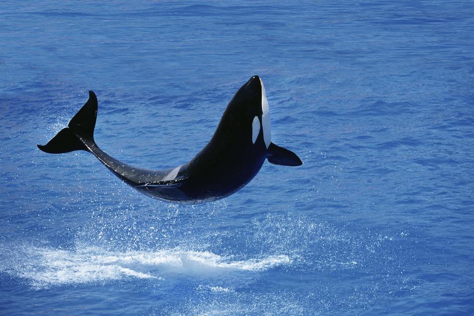 An orca whale jumping out the ocean. 