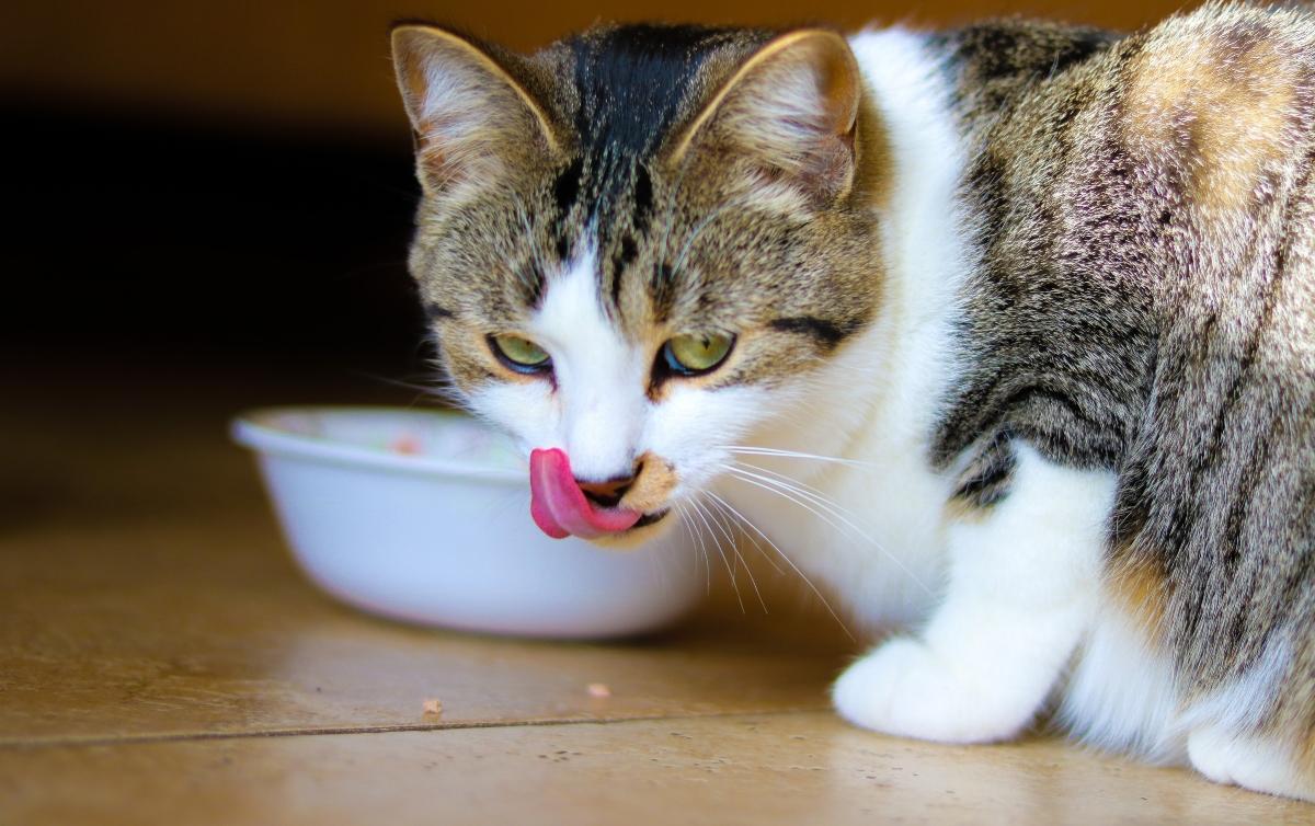 Cat Not Eating Much But Acting Normal? What That Might Mean