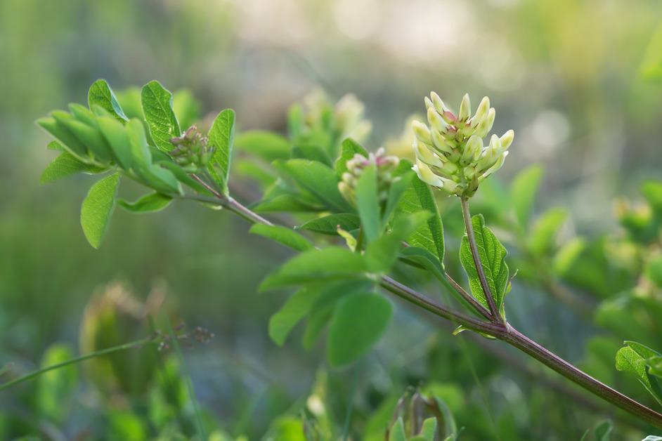 A small branch of an astragalus plant with bulbs getting ready to bloom on a sunny day. 