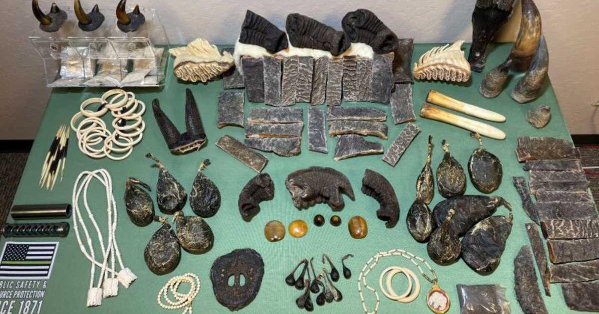 Bones, shells, and fragments from the bodies of animals that became target of wildlife trafficking operations in California (Cover Image Source: Facebook | California Department for Fish & WIldlife)