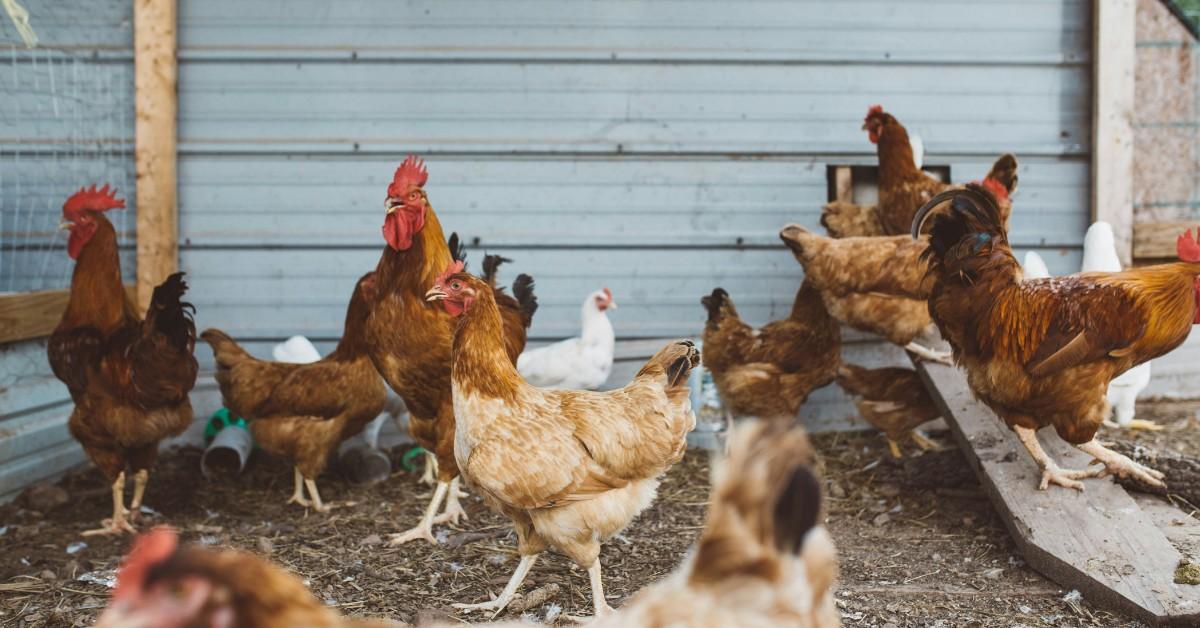 A group of chickens gather to eat