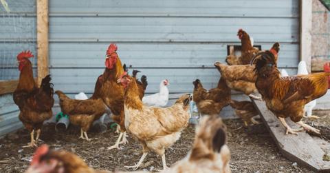 A group of chickens gather to eat