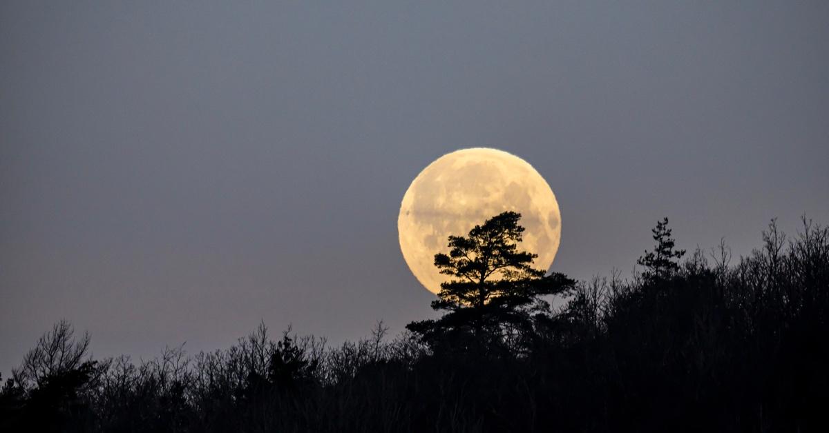 Full moon rises over a tree-lined horizon. 