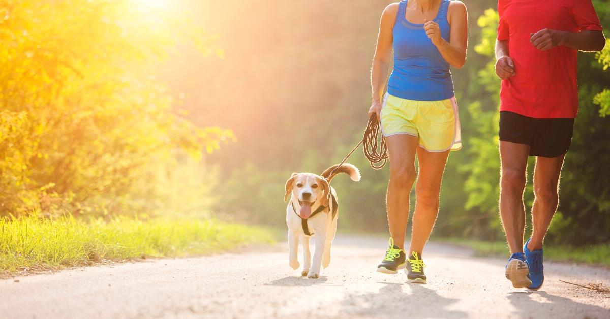 Beagle on a walk with two people. 