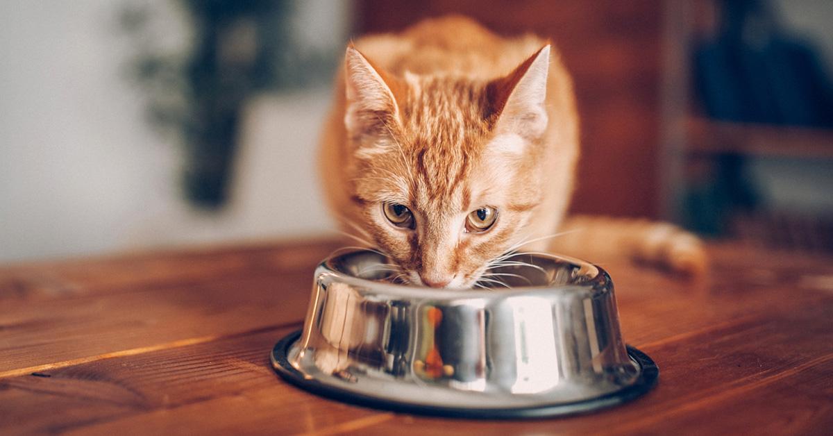 zero waste cat food