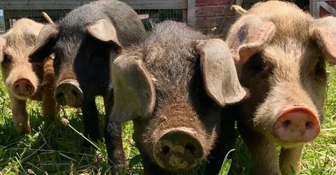 animal sanctuary zoo