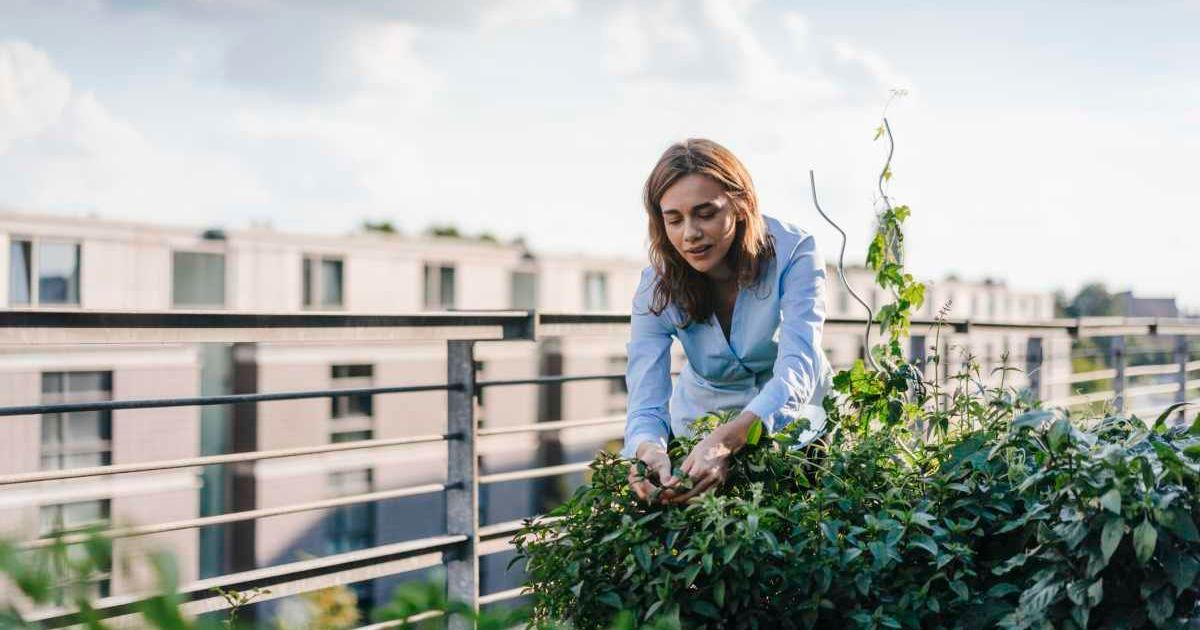 Businesswoman cultivating vegetables in her urban rooftop garden (Representative Cover Image Source: Getty Images | Westend61)