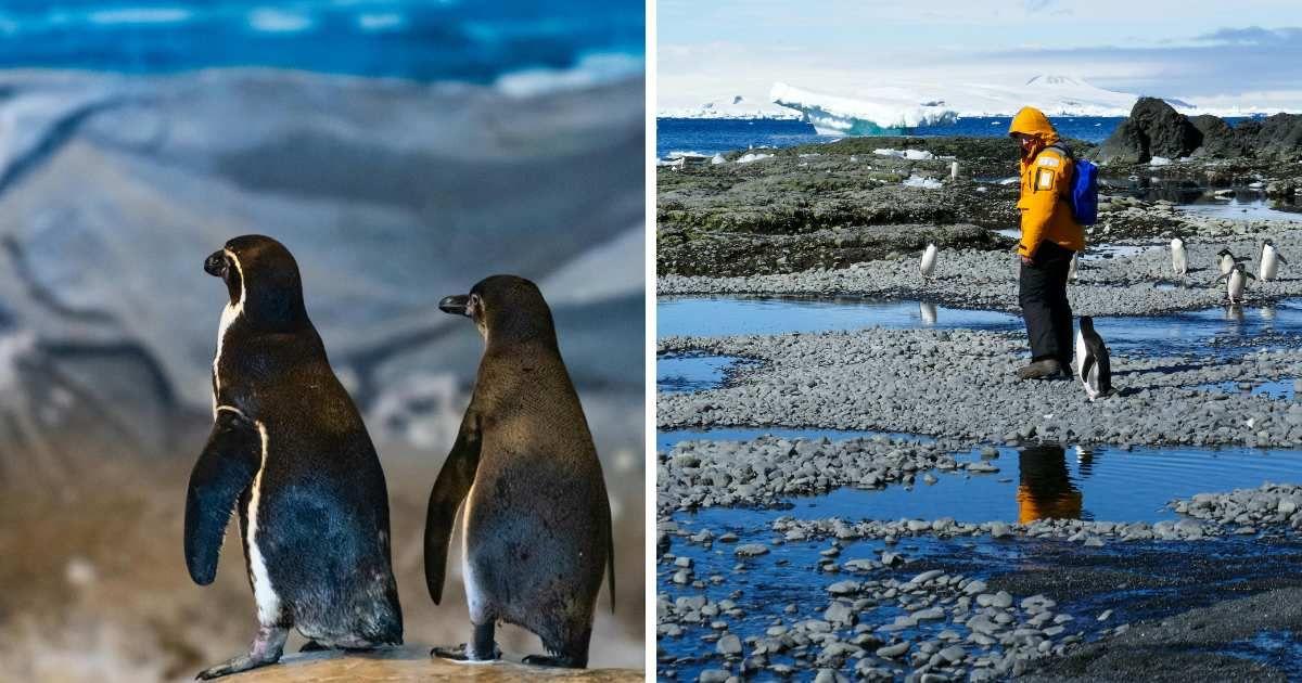(L) Two penguins looking at iceless ground in Antarctica and a researcher walking beside penguins (Representative Cover Image Source: Pexels | (L) Kirandeep Singh Walia , (R) Karson)