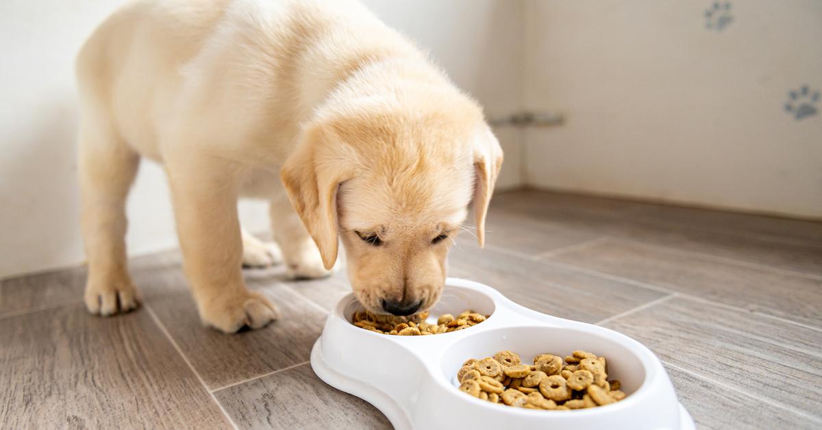 Are Oil Diffusers Safe for Pets? Some Essential Oils Are Harmful to Dogs