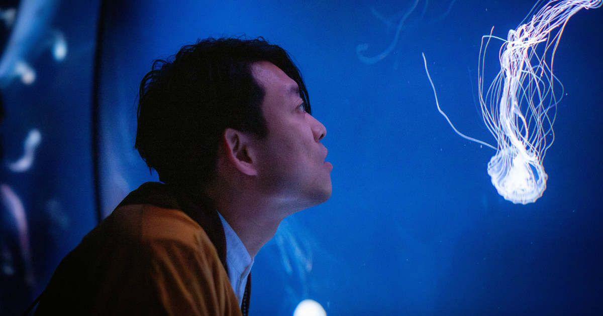A man is looking at jellyfish swimming inside a tank. (Representative Cover Image Source: Getty Images | Satoshi-K)