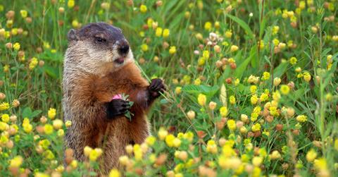 A woodchuck.