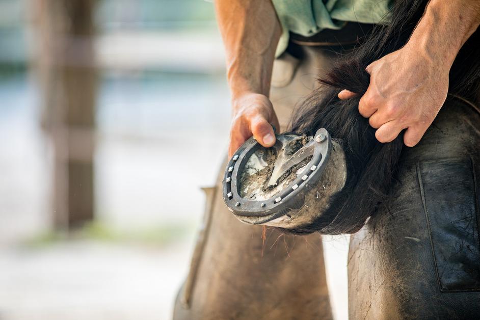 Why Do Horses Need Shoes? Horseshoes Do Serve a Purpose