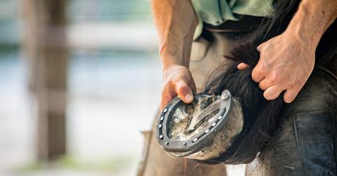 A close up photo of a horses hoof being lifted by a groomer with a view of the underside of the hoof.