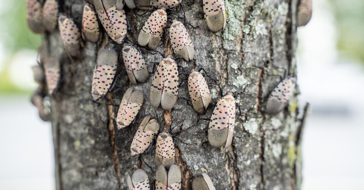 Spotted Lanternfly