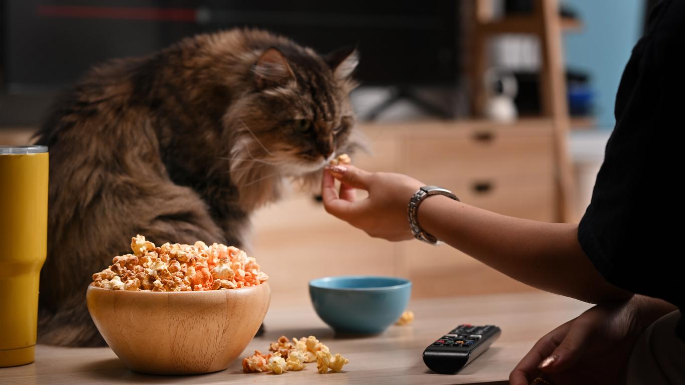 A person holds a piece of popcorn up to a cat who sniffs it.