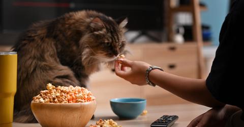 A person holds a piece of popcorn up to a cat who sniffs it.