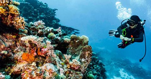 Scobadiver exploring corals at the Great Barrier Reef. (Representative Cover Image Source: Canvas Images)