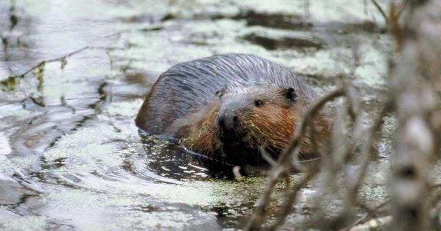 Beavers Help Fight Climate Change By Building Dams That Preserve Water   Beavers Climate Change 1662130293585 