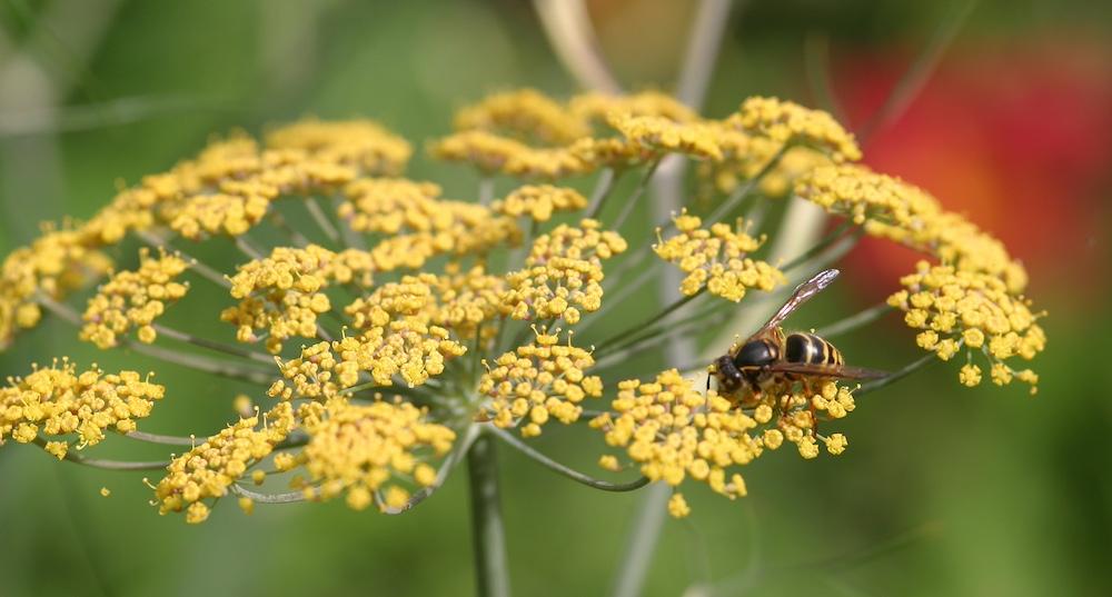 A Yellowjacket sitting on yellow flowers outside. 