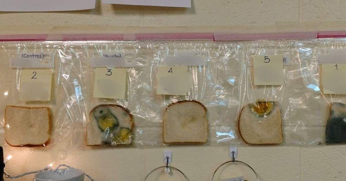 Five different bread slices came in contact with washed and unwashed hands and other surfaces as part of a school science project. (Cover Image Source: Facebook | Jaralee Metcalf)