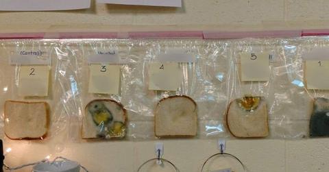 Five different bread slices came in contact with washed and unwashed hands and other surfaces as part of a school science project. (Cover Image Source: Facebook | Jaralee Metcalf)
