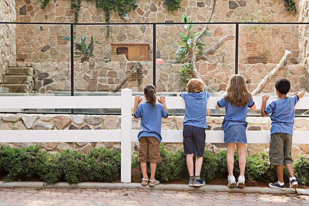 Kids Looking in a Zoo Enclosure