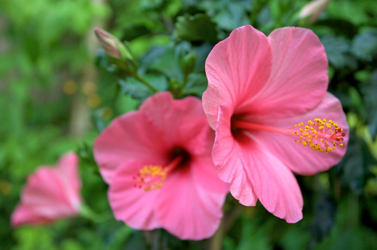 A series of two pink hibiscus flowers in the foreground and one in the background against green plants.