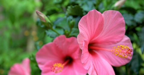 A series of two pink hibiscus flowers in the foreground and one in the background against green plants.