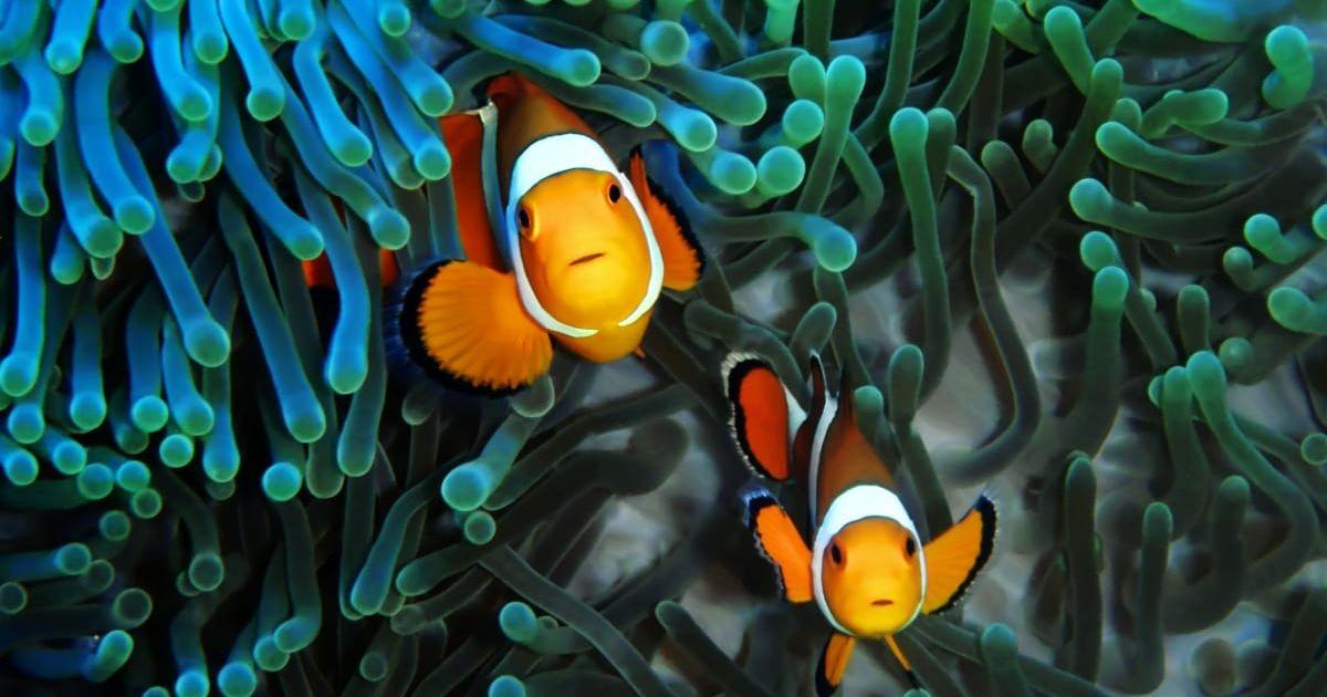Curious clownfish sitting in the shelter of sea anemones (Representative Cover Image Source: Getty Images | Bing Lin)