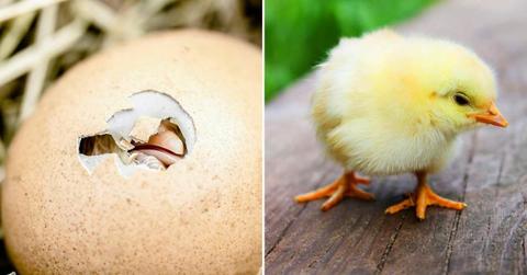 (L) An egg hatching. (R) A little chicken standing on a wooden plank. (Representative Cover Image Source: Pexels | (L) Myriams fotos, (R) Pixabay)