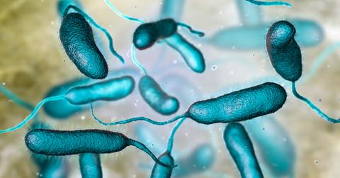 blue image of Vibrio vulnificus bacteria