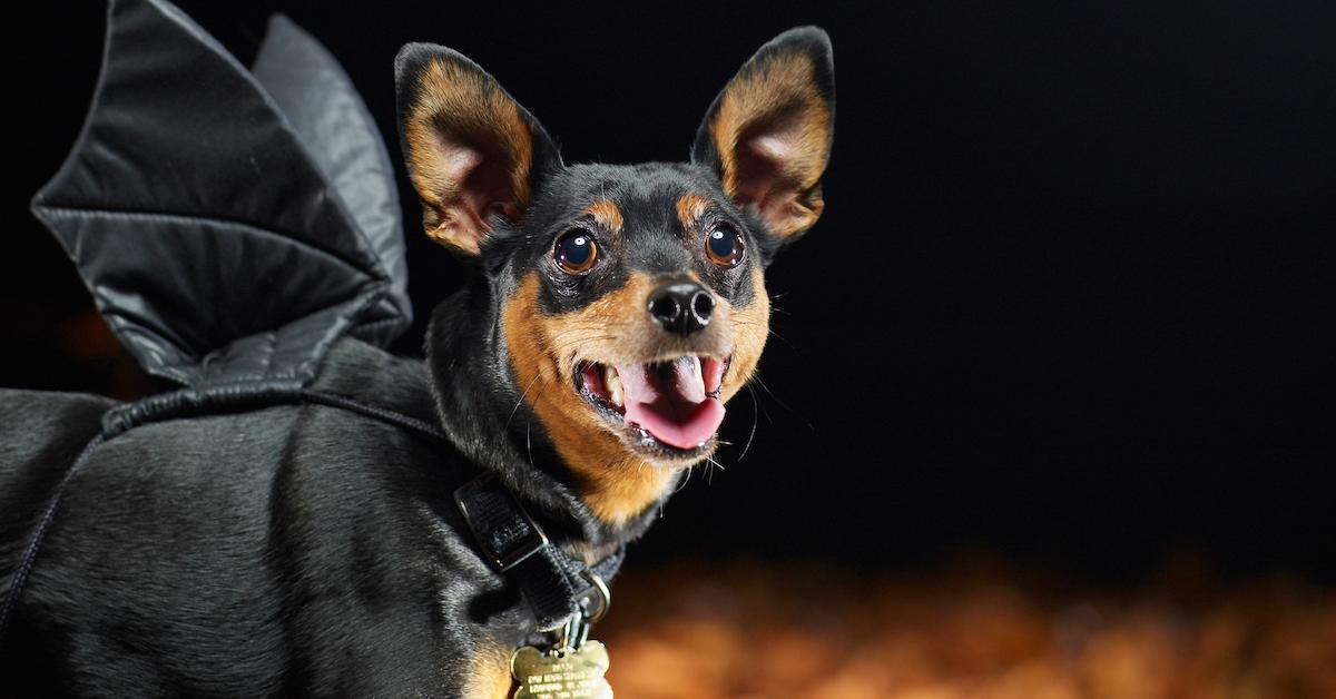 Dog Costumes for Halloween