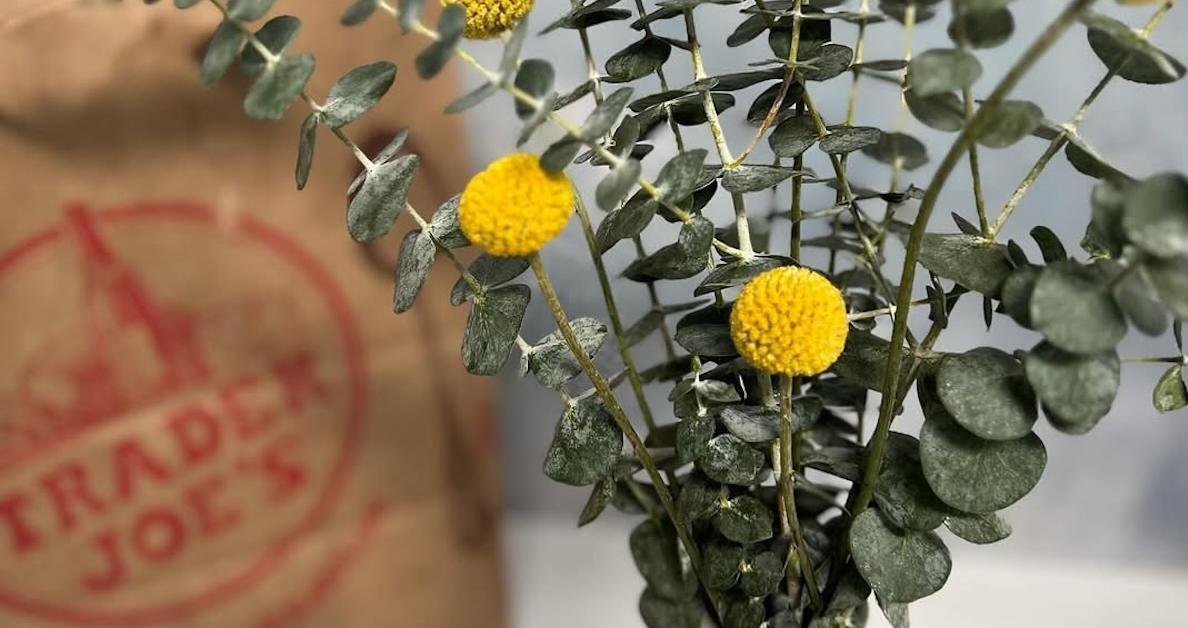 Fact or Myth Does Trader Joe's Give Free Birthday Flowers?